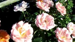 Rose Pumkin Patch