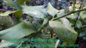 лайм Санта Барбара, лимон Нововогрузинский и причудливая химера Биццария