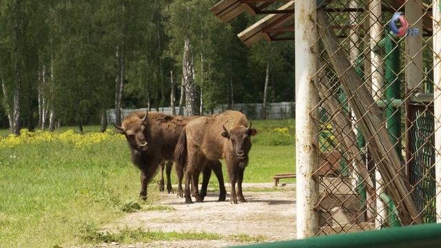 СПЕЦВЫПУСК! Последние дикие быки Европы: как мы съездили в гости к зубру Муугле смотреть онлайн