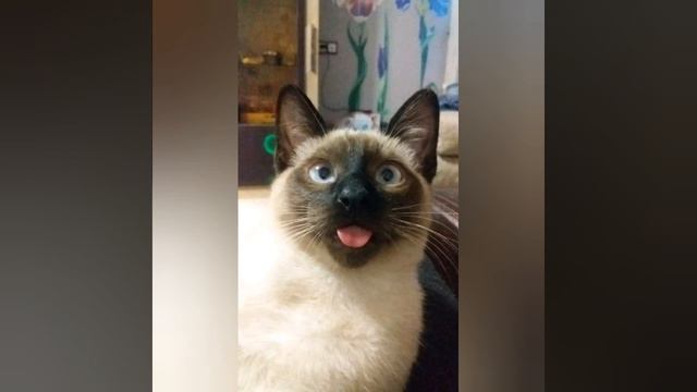 Сиамские коты и кошки