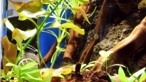 Новые жильцы - микрорасбора галактика