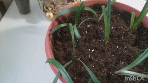 Пересадка гиппеаструма, обработка от клеща!