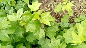 Черная смородина Ядреная. 2.07.22 г. Омск Ферма "Омская Ягода"