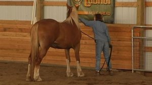 Teaching a Horse to Yield Forequarters with Holistic Horse Trainer Missy Wryn