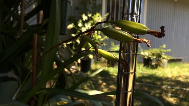 Bletilla striata seed pods - help me harvest! смотреть онлайн