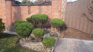 Казацкий ниваки!