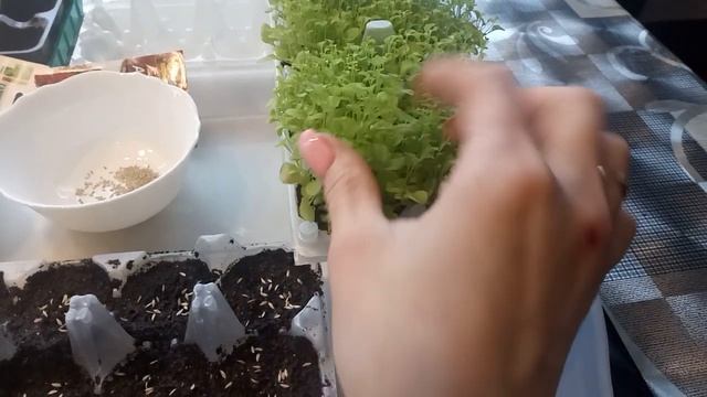 Как ускорить всхожесть листового салата. смотреть онлайн