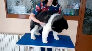 Американская акита длинношерстный мальчик 3 месяца.