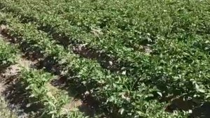 поливать картошку когда цветёт55 день часть 5