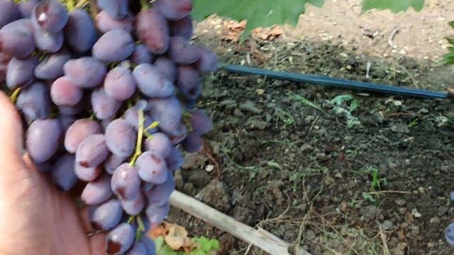 Агата 2023 смотреть онлайн