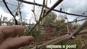 Пробуждение почек винограда по осени.