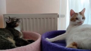 Мойдодыр. Коты умываются ? Да здравствует мыло душистое!