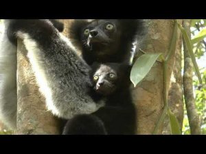 Лемуры и хамелеоны