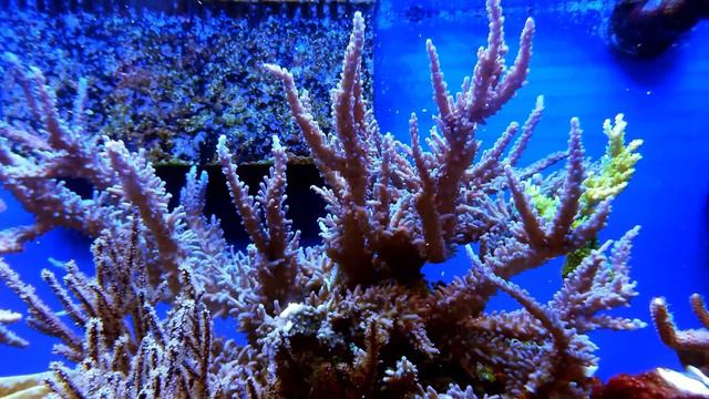 Acropora Tortusa Spawning смотреть онлайн