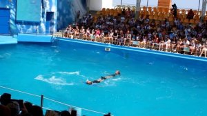 В мире животных  ДЕЛЬФИНЫ  Шоу дельфинов