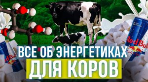 Все об энергетиках для коров