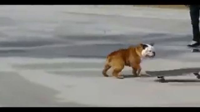 Tillman The Skateboarding Dog