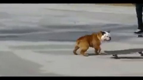 Tillman The Skateboarding Dog