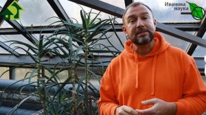 ЦЕЛЕБНАЯ СИЛА АЛОЭ: правильное применение для красоты и здоровья.