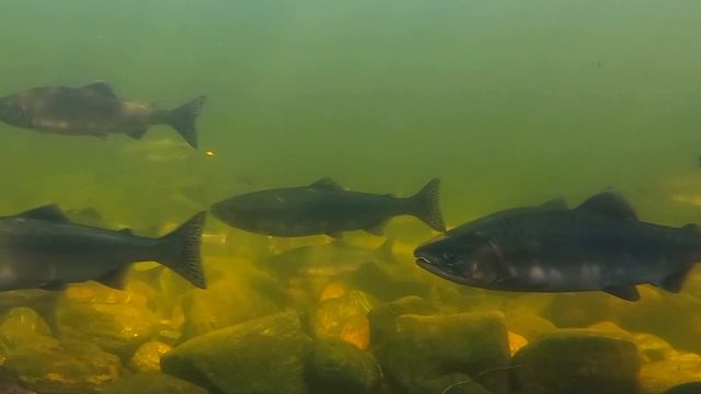 Редкие и красивые кадры. ОЧЕНЬ много Горбуши. Кольский полуостров. Подводная съемка. смотреть онлайн