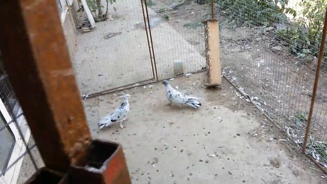 Голуби бакинские. Широкохвостые. смотреть онлайн