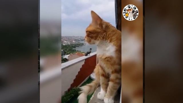 приколы-с-животными-смешные-коты-смешные_14.mp4