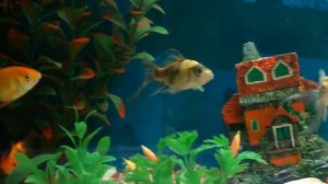 Count The Number of Fish in the Tank | Puzzle | #mindgames