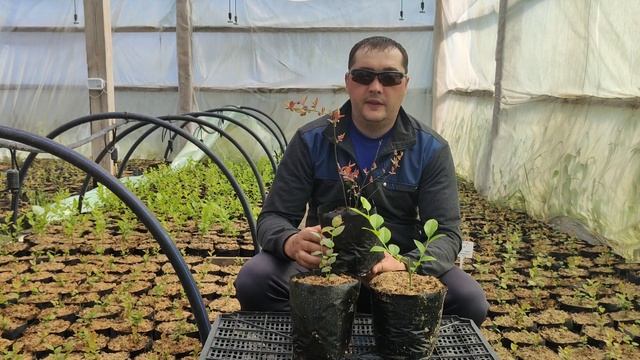 голубика in vitro или черенок
