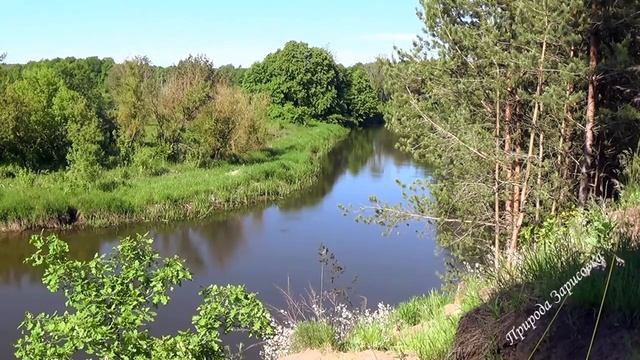 Лесная Река с Пением Птиц и Звуками Природы | |Красивая Природа в Лесной Чаще  для Души