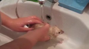 Купание домашней крыски)