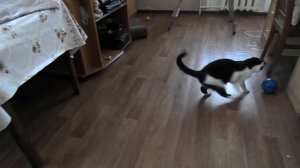 Клякс сразу принял новый мячик. Клякс - футболист