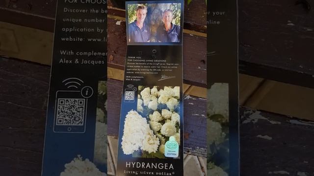 Какой высоты гортензия сильвер доллар? Что указывают оригинаторы? смотреть онлайн