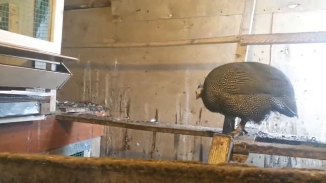 Куры несушки  Цесарки  Совместное содержание кур и цесарок.