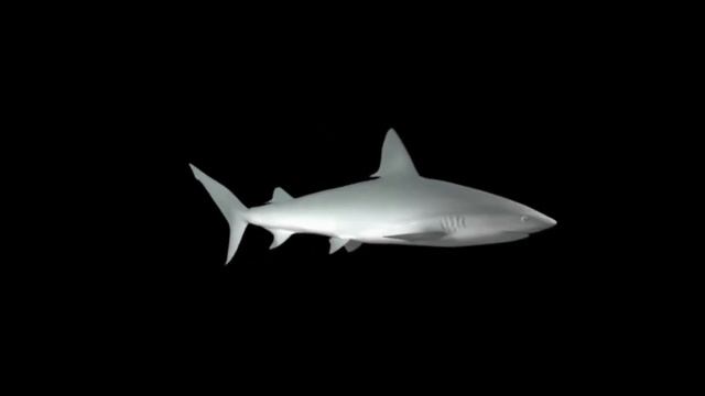 3D hologram || Antiikk3D || 3Д голограммы любой сложности смотреть онлайн