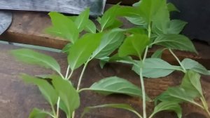 Черенкование гортензий для новичков.❗☝Пошаговая инструкция. От А до Я ?% результат