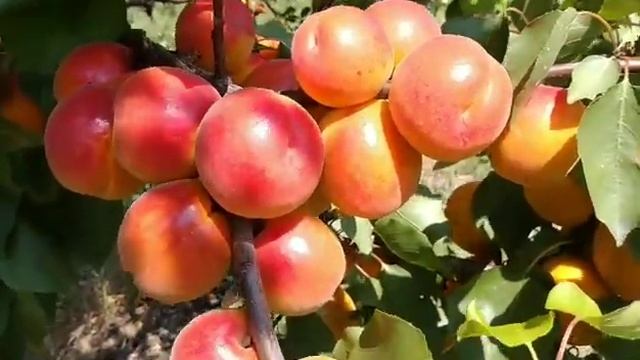 Абрикос Робада. Apricot Robada. дуже смачний та гарний сорт