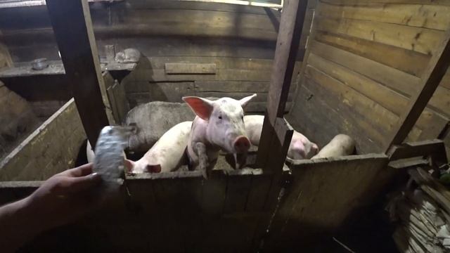 ГЛИСТОГОНИМ ПОРОСЯТ смотреть онлайн