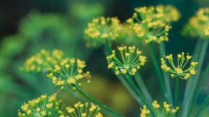 ЧУДО НАПИТОК - УКРОПНАЯ ВОДА. 2 ложки и нет давления,запора,цистита, проблем с почками..