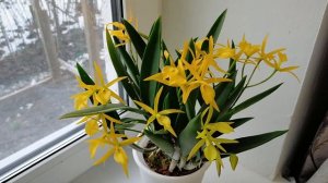 Bc. yellow bird ?🤔 цветение 2022 💛😍💛. Немного об моем уходе.