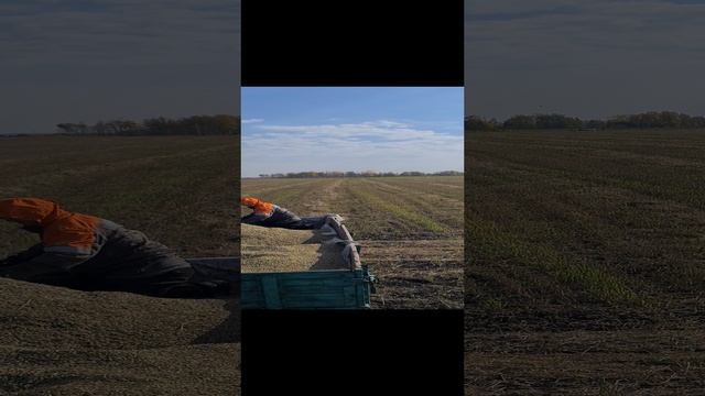 Уборочная 2023