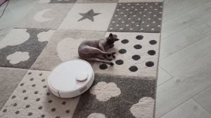 Лысая кошка и робот пылесос Прикол