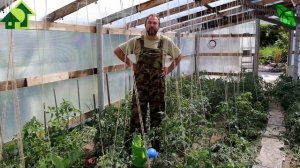 ПРОСТАЯ МИНЕРАЛЬНАЯ ПОДКОРМКА НА СИЛЬНУЮ ЗАВЯЗЬ. Для томатов, перцев, баклажанов и огурцов.