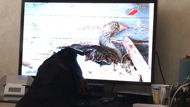 Ротвейлер смотрит телевизор смотреть онлайн