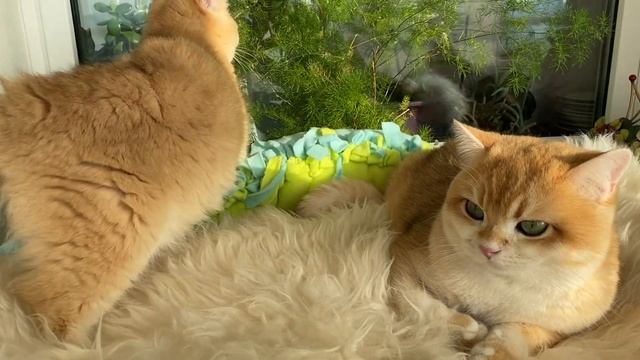 ? КИНГ СОЛНЕЧНЫЙ КОТ?GOLDEN KITTENS?
