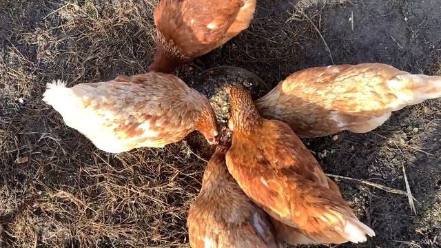 #67 Наконец-то мы её сожгли. Летний душ в декабре на Кубани. смотреть онлайн