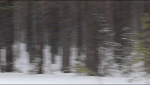 Леший, видео жителей г. Катав-Ивановска