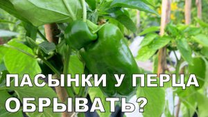 ПАСЫНКИ у ПЕРЦА. Формирование перца 1 / How to Prune Pepper Plants 1. Suckers