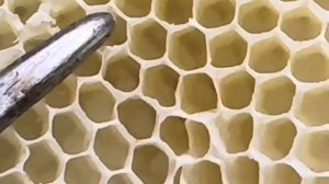 ВОСКОВЫДЕЛЕНИЕ И ВОСК МЕДОНОСНЫХ ПЧЁЛ.