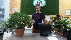 Очень денежное дерево или Крассула:) в кашпо Lechuza Quadro LS