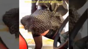 Поднял юбку бассухой